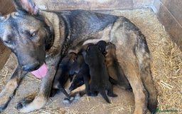 Pastor Alemán perros en venta: Cachorros de pastor alemán de trabajo  - Imagen 2