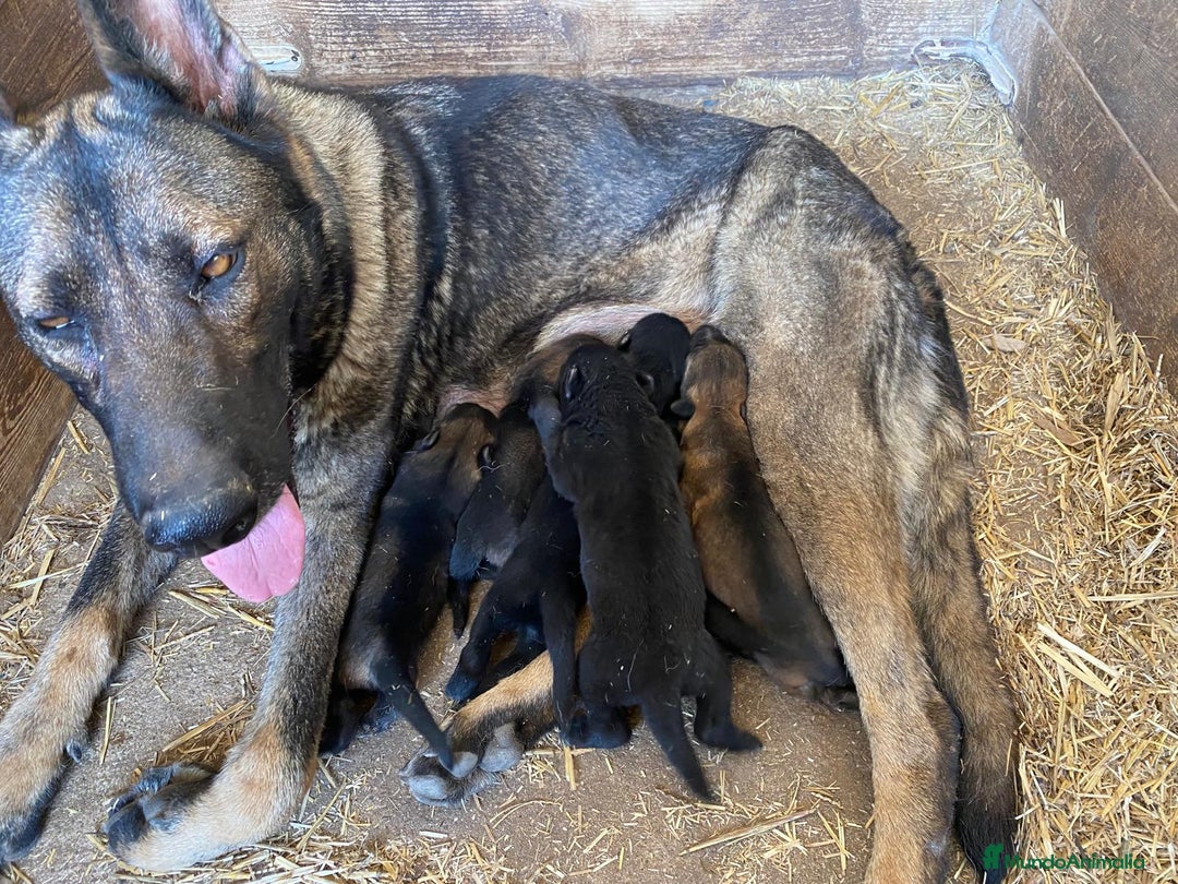 Pastor Alemán perros en venta: Cachorros de pastor alemán de trabajo  - Imagen 2