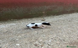 Jack Russell Terrier perros en venta: Nueva camada Jack Russell  - Imagen 13