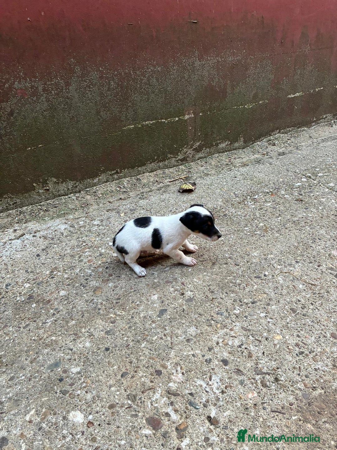 Jack Russell Terrier perros en venta: Nueva camada Jack Russell  - Imagen 13