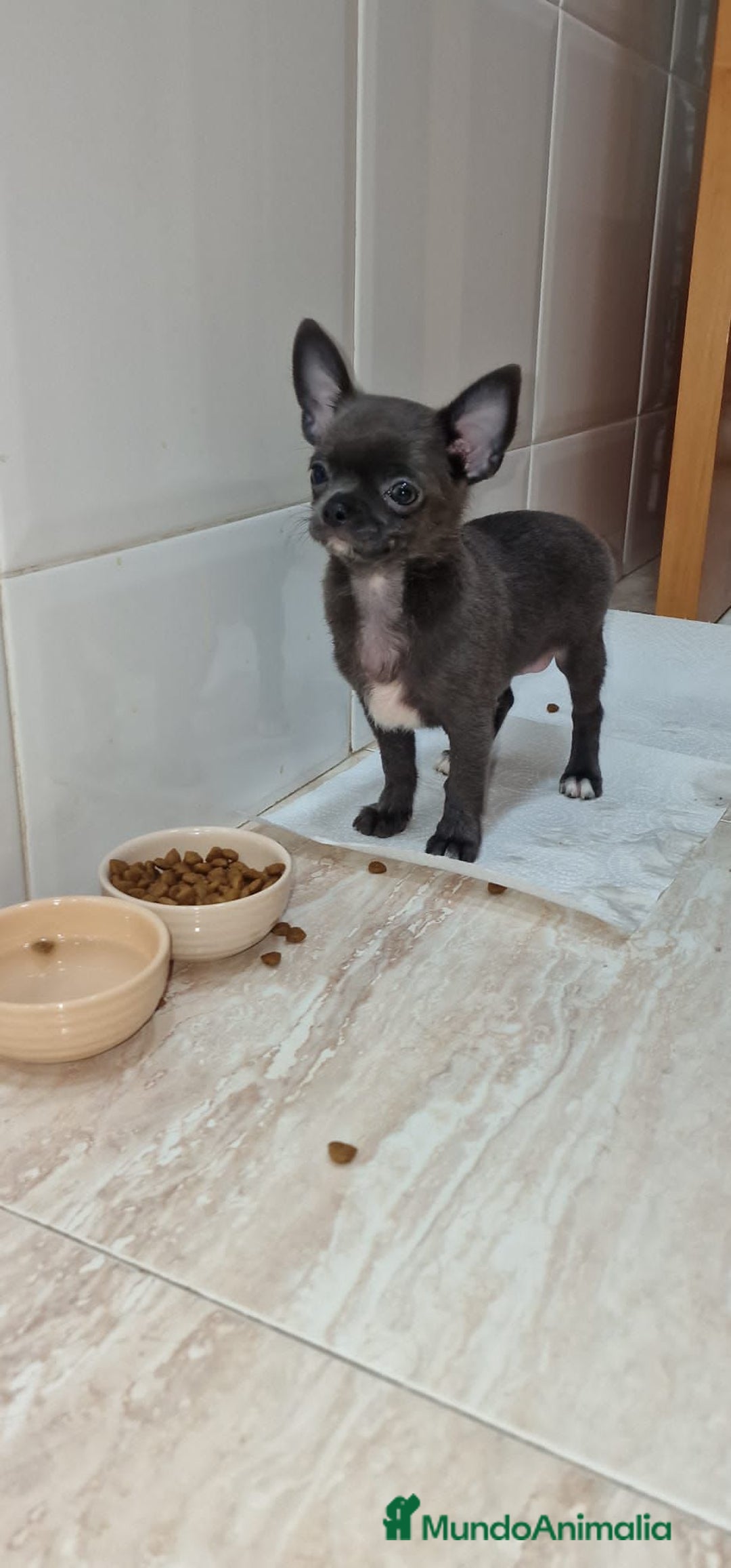 Chihuahua perros en venta: Chihuahua negro toy machos - Anuncio 2