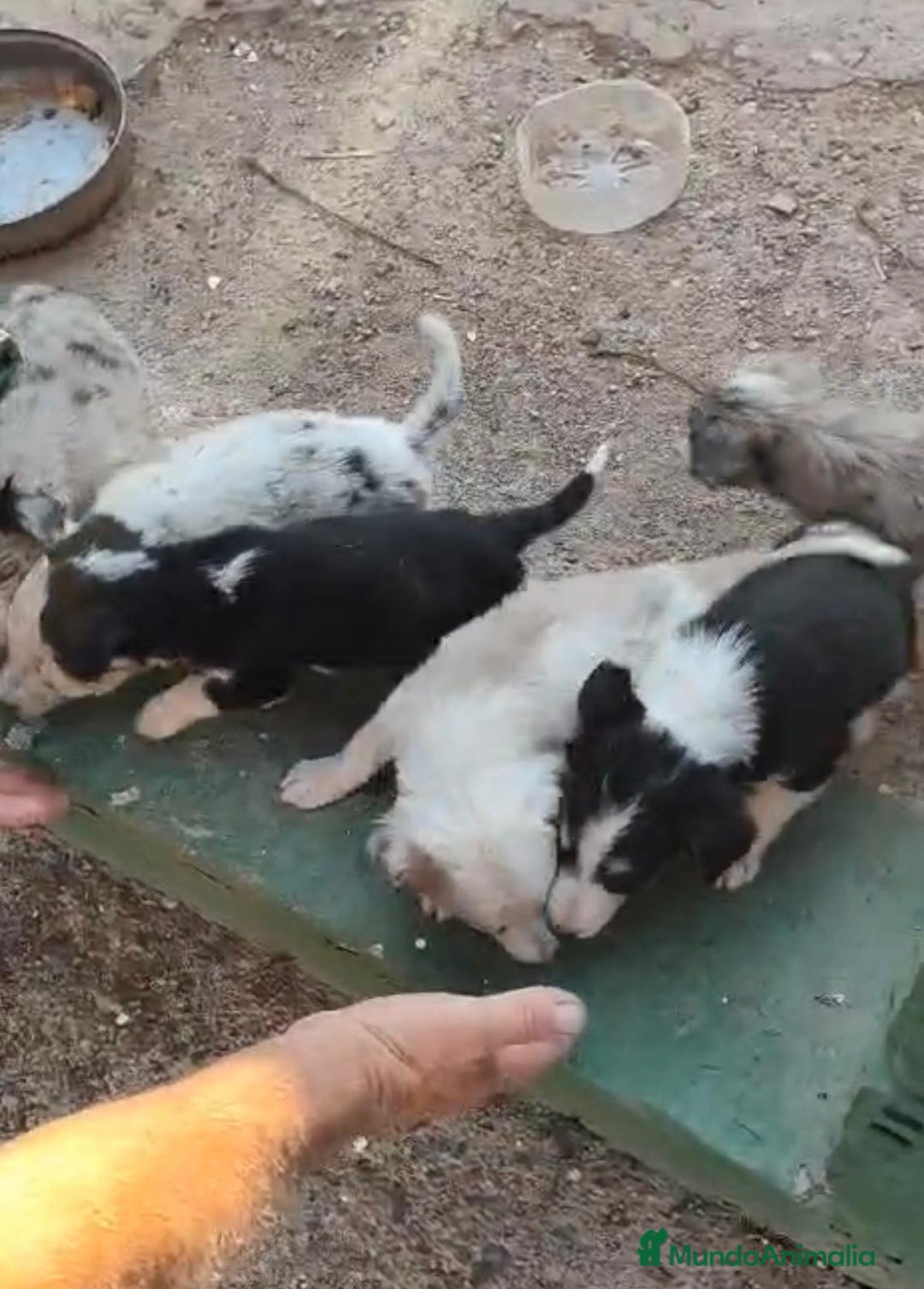 Border Collie perros en venta: Nueva camada border collie  - Imagen 11