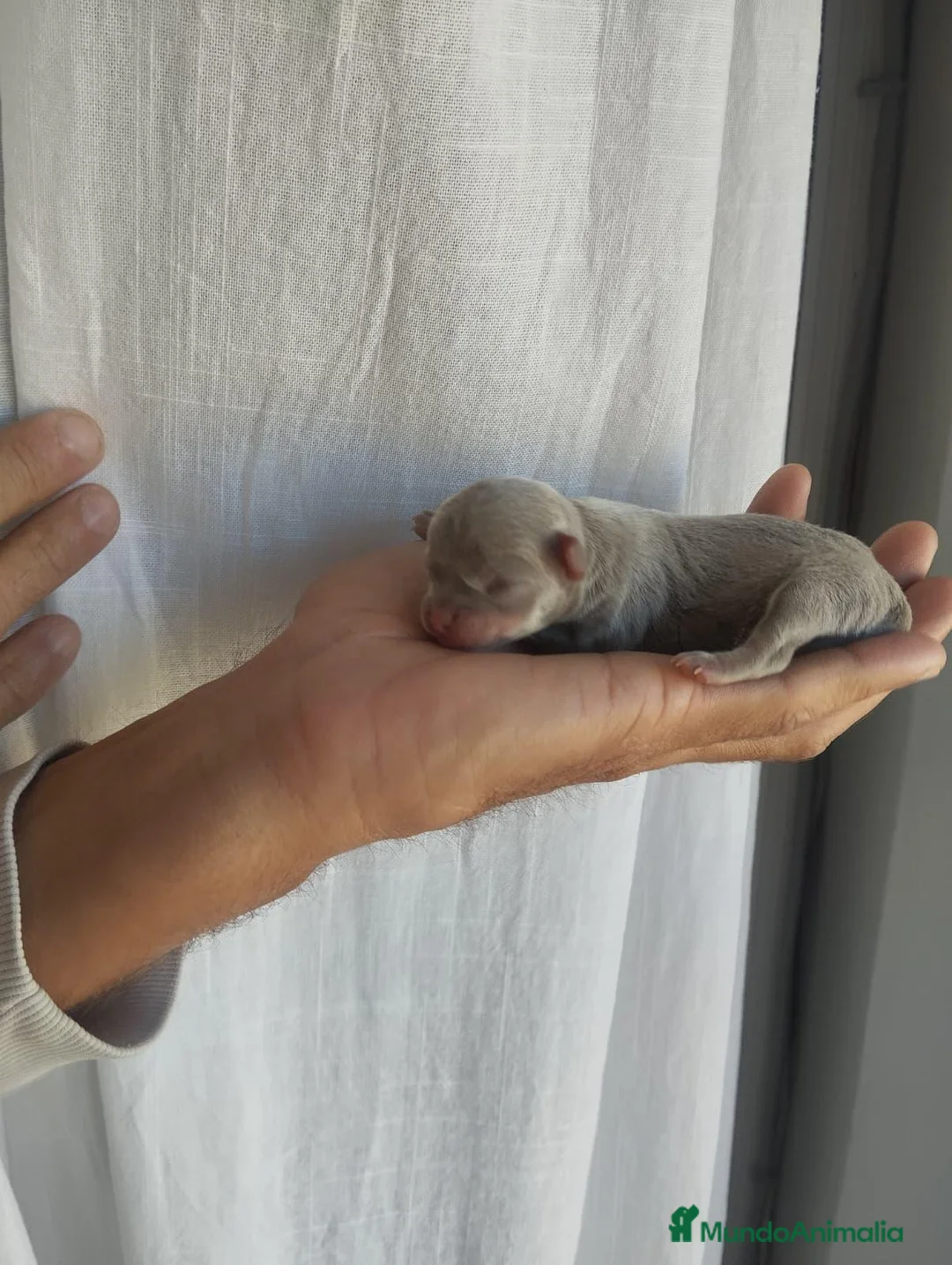 Chihuahua perros en venta: Chihuahua - Anuncio 2