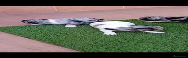 Chihuahua 4