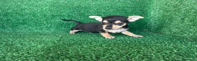 Chihuahua 4