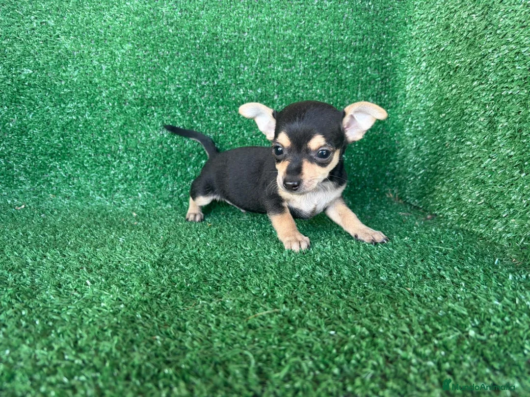 Chihuahua perros en venta: chihuahua - Anuncio 2