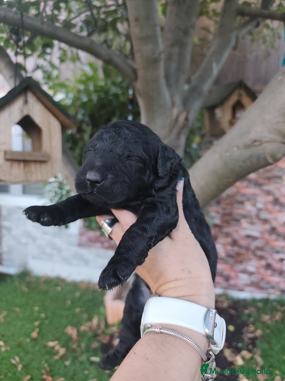 Perro de Agua Español perros en venta: Camada de perros de agua - Imagen 8