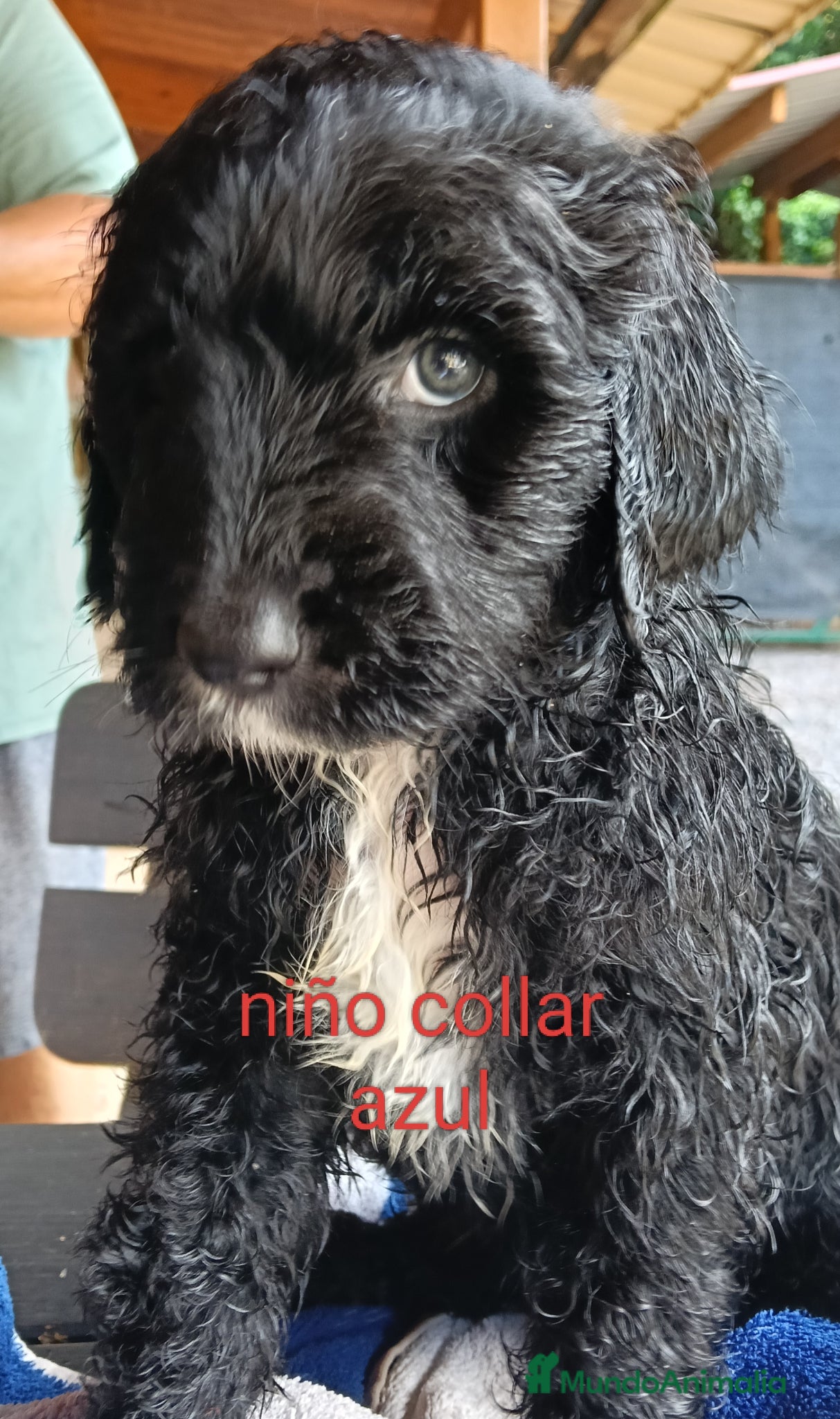 Labradoodle perros en venta: Labradoodles - Anuncio 6