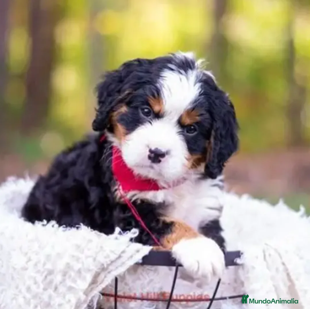 Raza Mixta perros en venta: BERNADOODLE  - Anuncio 4