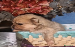 Pomerania perros en venta: Pomeranias toy - Imagen 4
