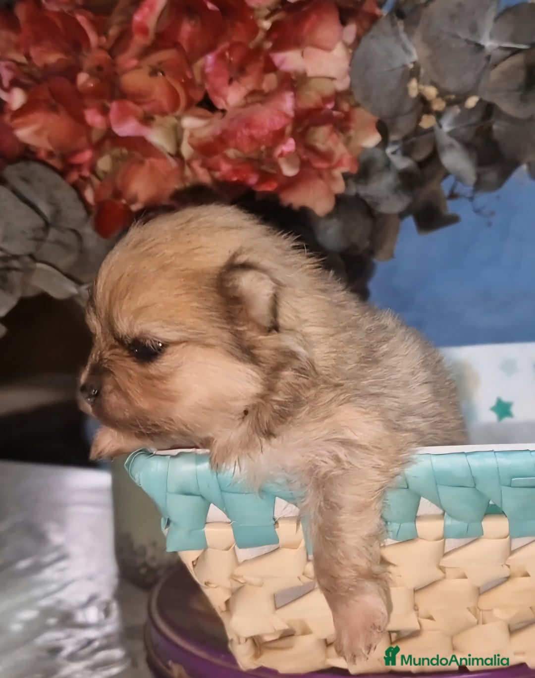 Pomerania perros en venta: Pomeranias toy - Imagen 4