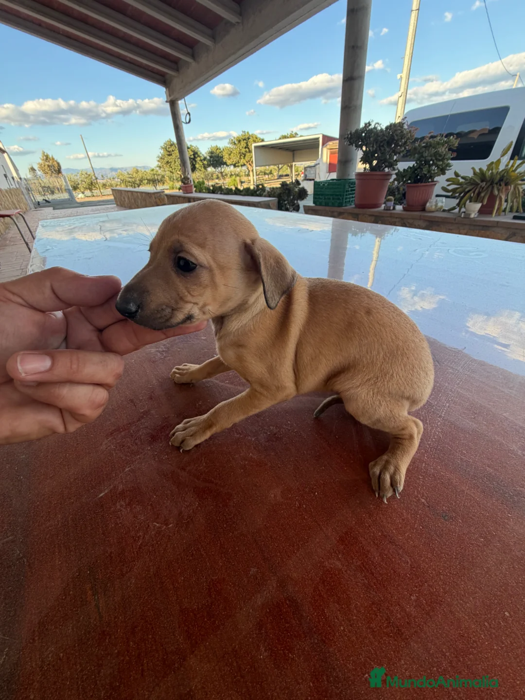 Pequeño Lebrel Italiano perros en venta: Hembra galgo italiano piccolo - Anuncio 2
