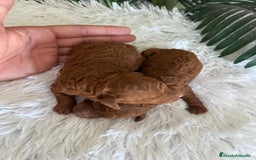 Caniche Toy perros en venta: CANICHE TOY ROJO - Imagen 6