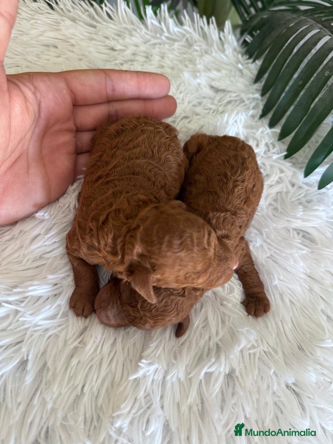 Caniche Toy perros en venta: CANICHE TOY ROJO - Imagen 6