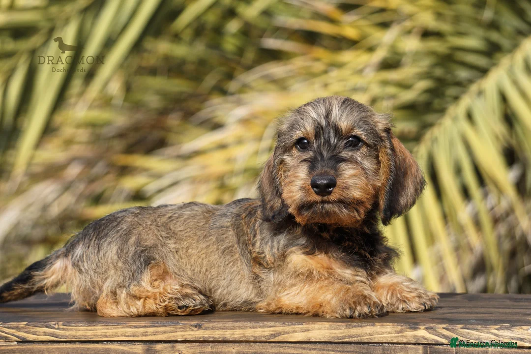 Imagen de galería {{count}}