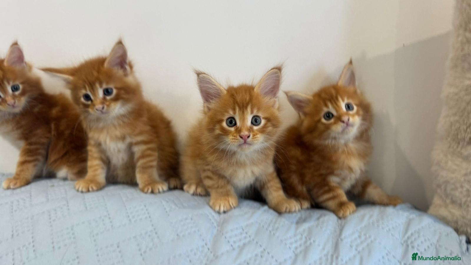 Maine Coon gatos Machos de maine coon - Anuncio 1