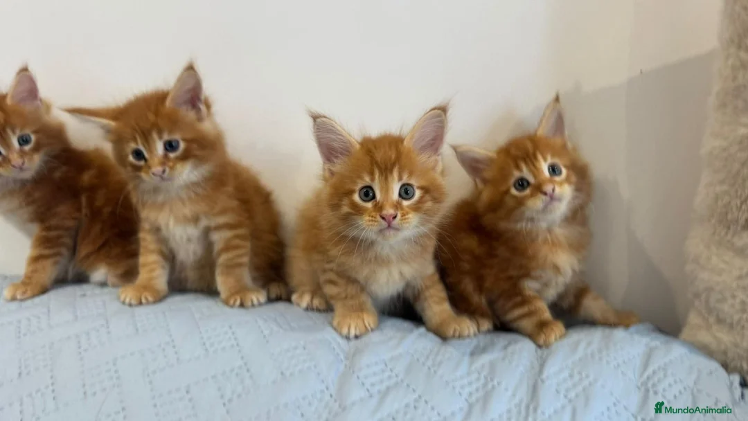 Maine Coon gatos en venta: Machos de maine coon - Anuncio 1