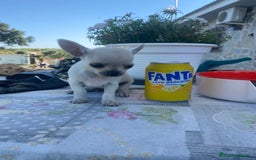 Chihuahua perros en venta: ÚLTIMOS 3 MACHOS - Imagen 14