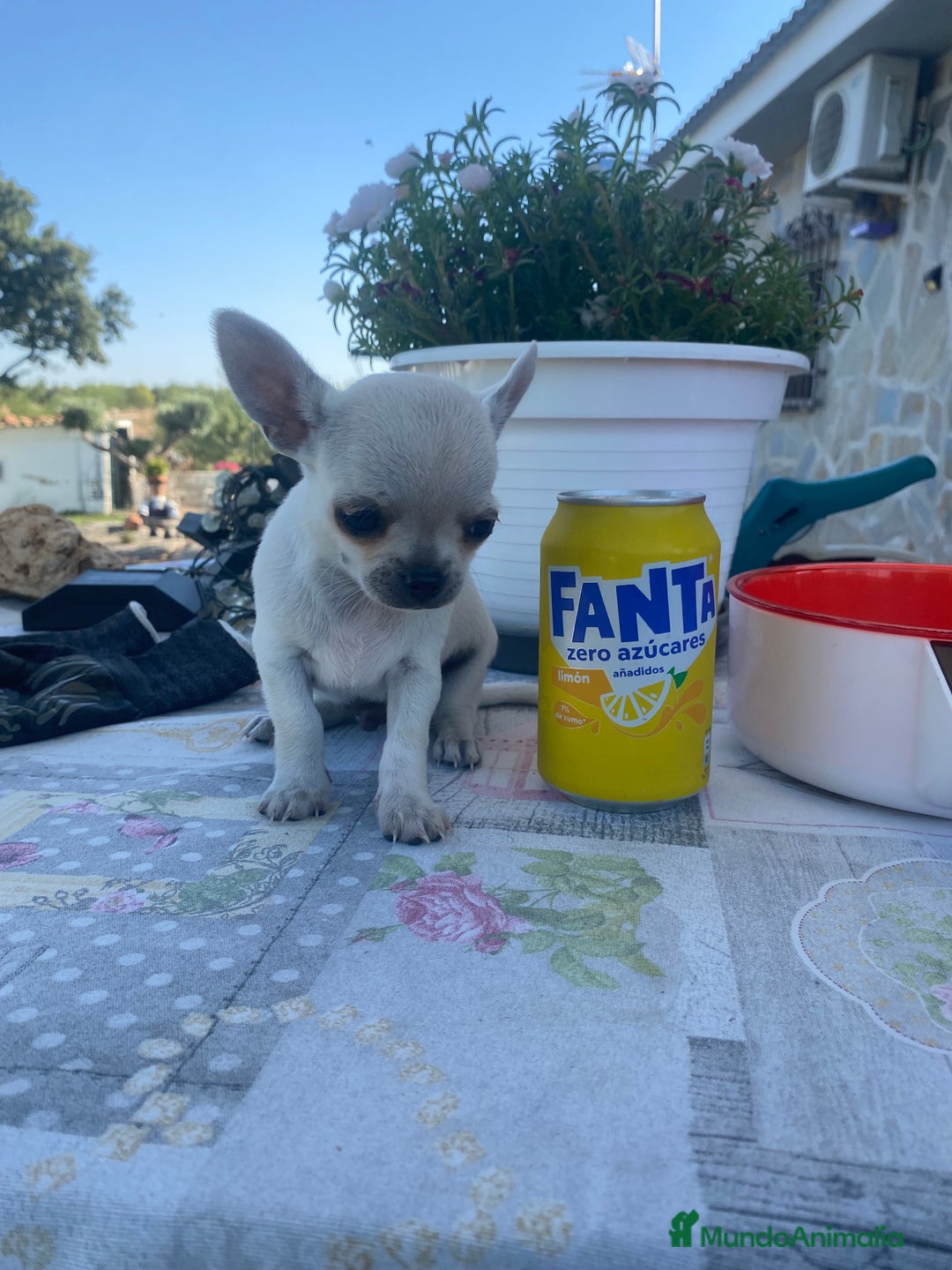 Chihuahua perros en venta: ÚLTIMOS 3 MACHOS - Imagen 14