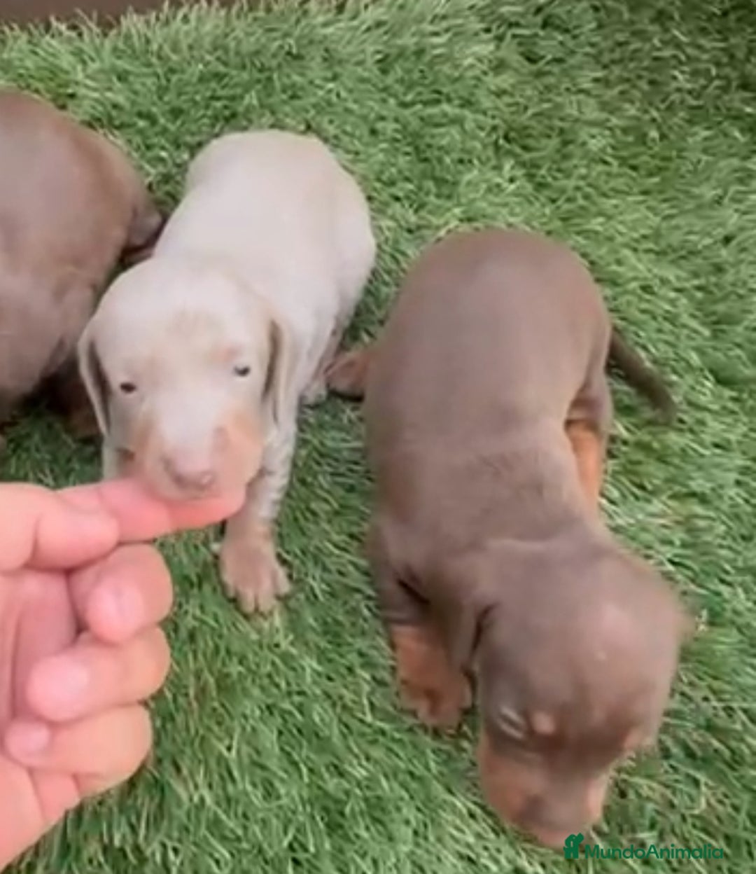 Teckel Miniatura perros en venta: Kaninchen teckel super chicos  - Imagen 9