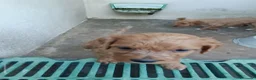 Cavapoo perros en venta: Cachorros de Cavapoo - Anuncio 2