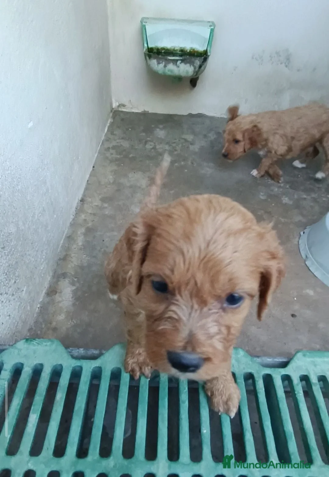 Cavapoo perros en venta: Cachorros de Cavapoo - Anuncio 2