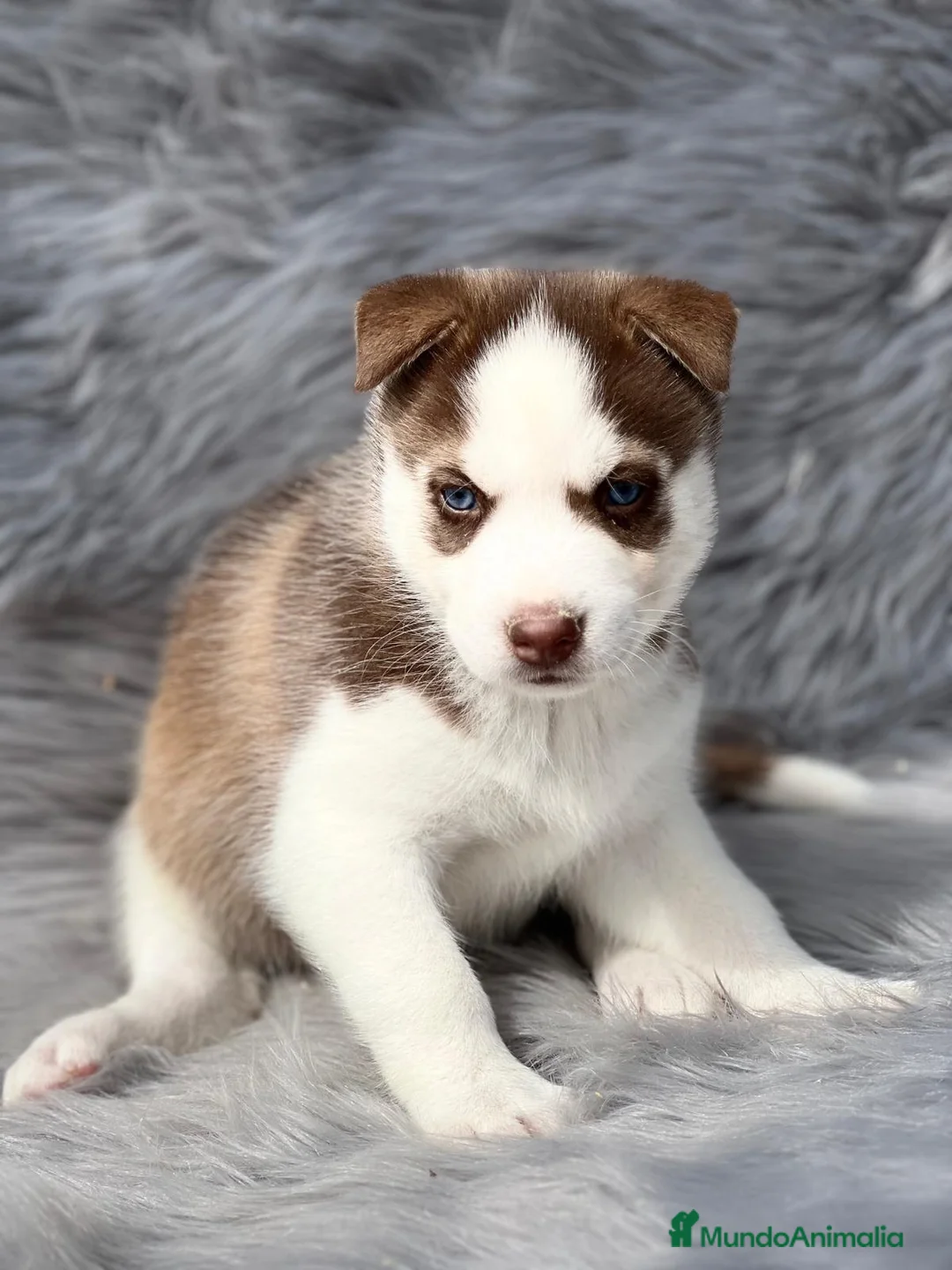 Husky Siberiano perros en venta: Husky en Barcelona - Anuncio 6