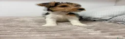 Fox Terrier de Pelo Duro perros en venta: Fox Terrier de pelo duro - Anuncio 12