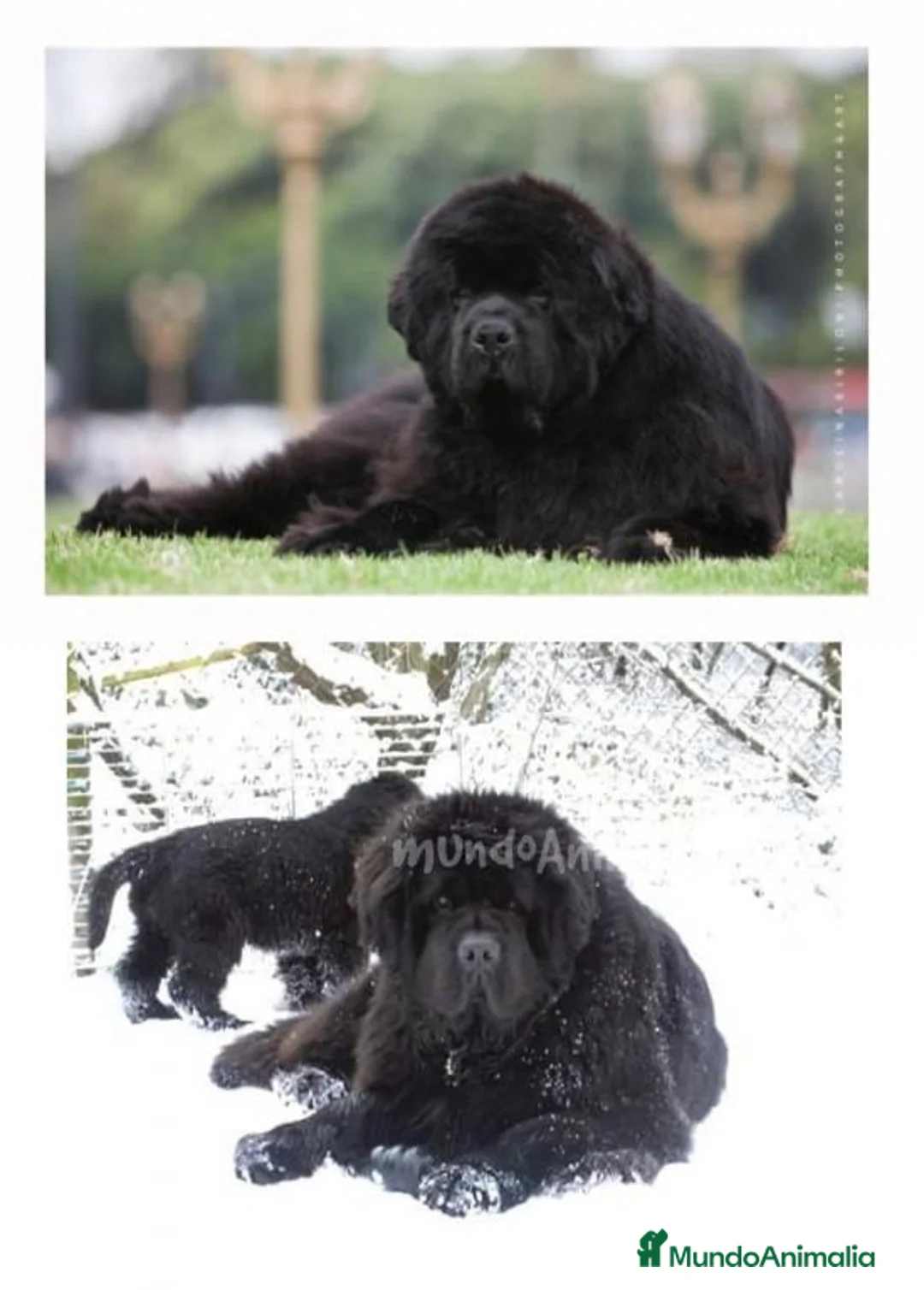 Imagen de galería {{count}}