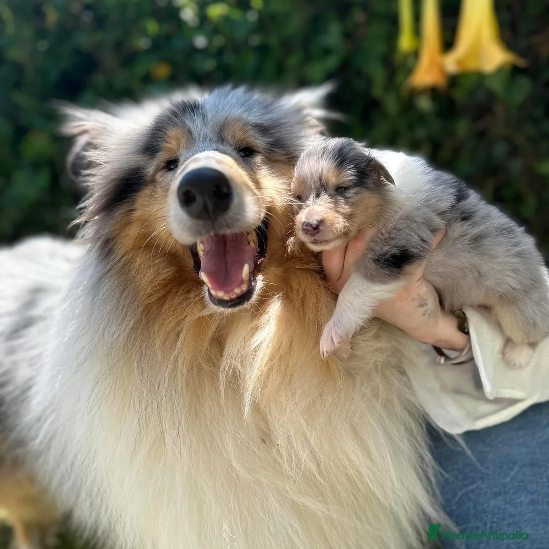 Collie de Pelo Largo perros en venta: Rough collie  - Anuncio 2