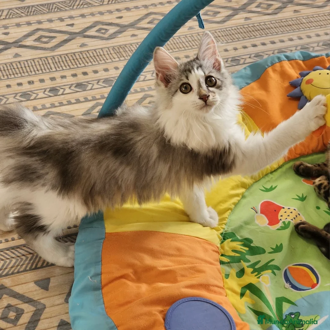 Kurilean Bobtail de Pelo Largo gatos en venta: Kurilian Bobtail  - Anuncio 9