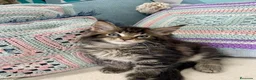 Maine Coon gatos en venta: Rey- Diez cattery  - Anuncio 5