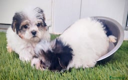 Raza Mixta perros en venta: Espectacular Cachorra malvi - Imagen 5