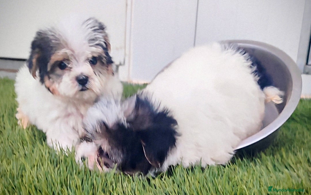 Raza Mixta perros en venta: Espectacular Cachorra malvi - Imagen 5