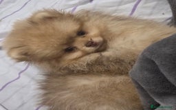 Pomerania perros en venta: Pomerania - Imagen 4