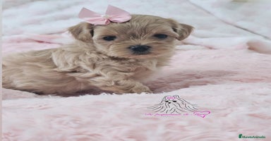 Maltipoo perros - Anuncio 8