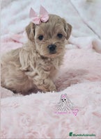 Maltipoo perros - Anuncio 1