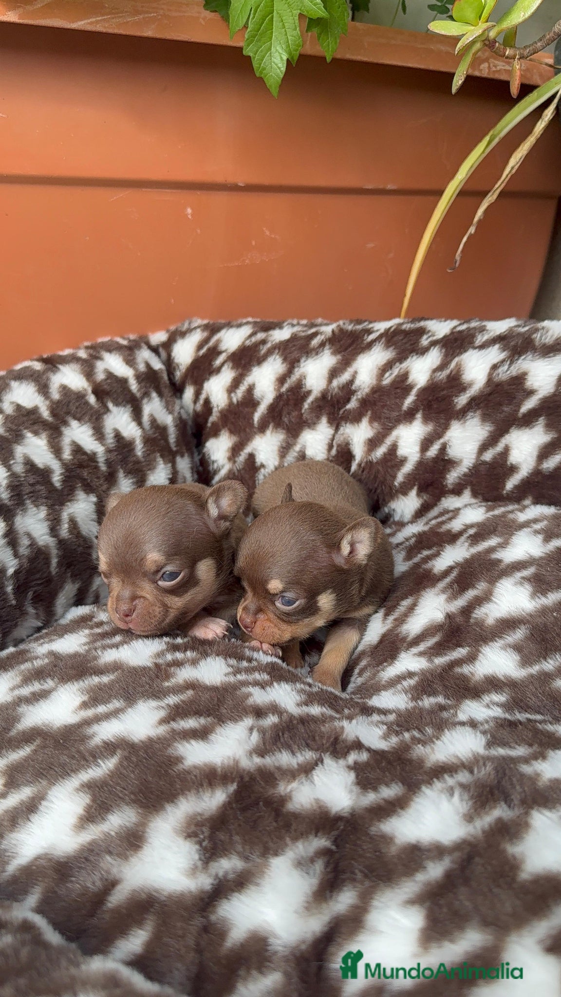 Chihuahua perros Chihuahuas Toy Cabeza Manzana Machos Chocolates - Anuncio 1