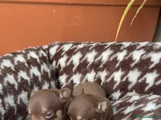 Chihuahua perros Chihuahuas Toy Cabeza Manzana Machos Chocolates - Anuncio 1