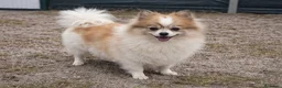 Pomerania perros en venta: Pomerania hembra, solo 569 gramos - Anuncio 2