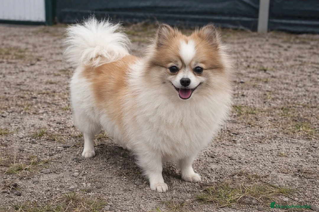 Pomerania perros en venta: Pomerania hembra, solo 569 gramos - Anuncio 2