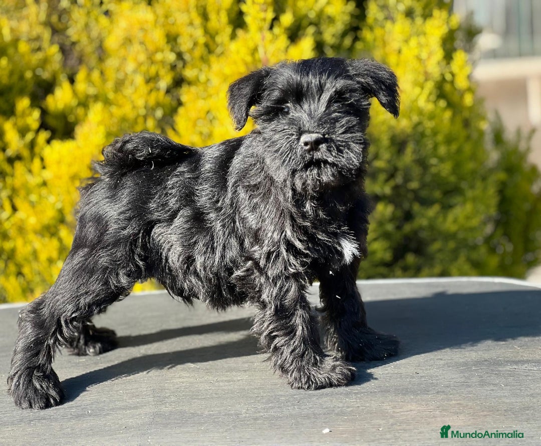 Schnauzer Miniatura perros en venta: SCHNAUZER MINIATURA NEGRO en Barcelona - Imagen 5