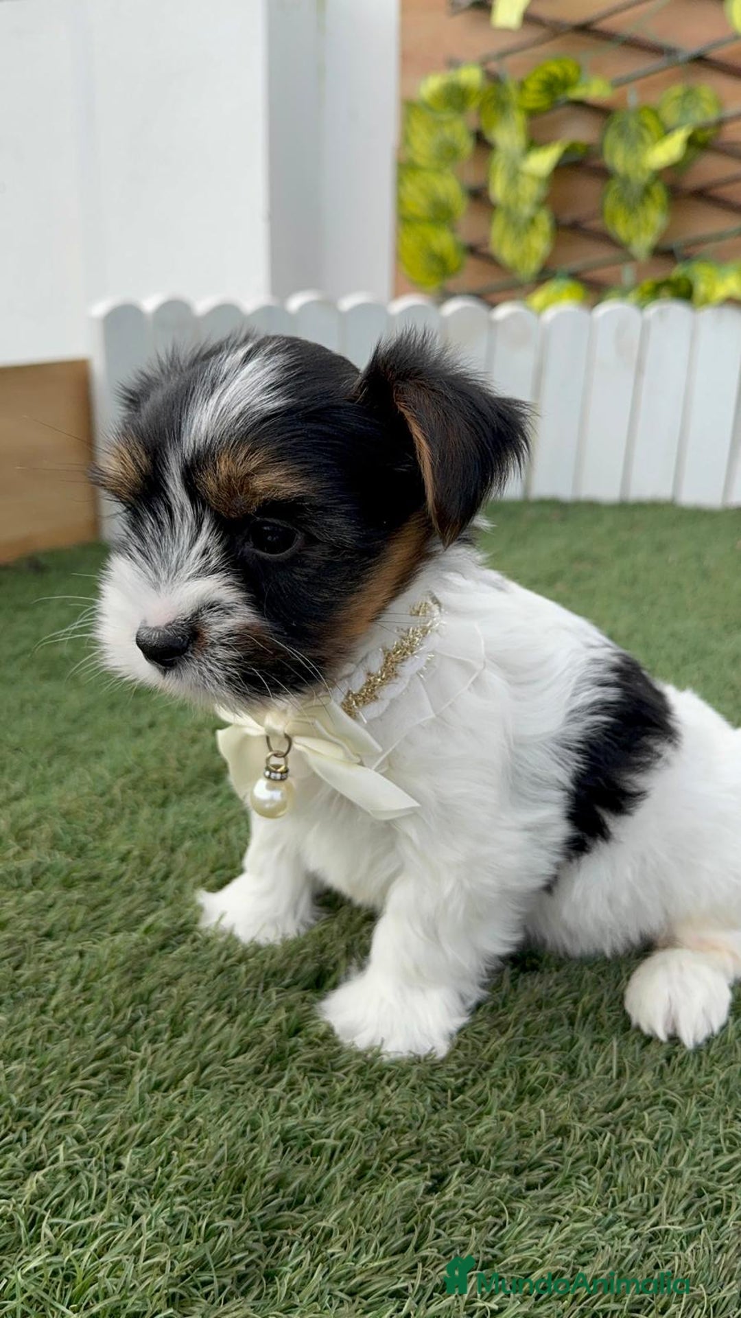 Yorkshire Terrier perros en venta: YORKSHIRE BIEWER - Anuncio 35