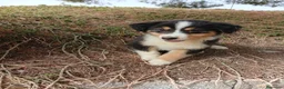 Pastor Australiano perros en venta: PASTOR AUSTRALIANO  - Anuncio 2