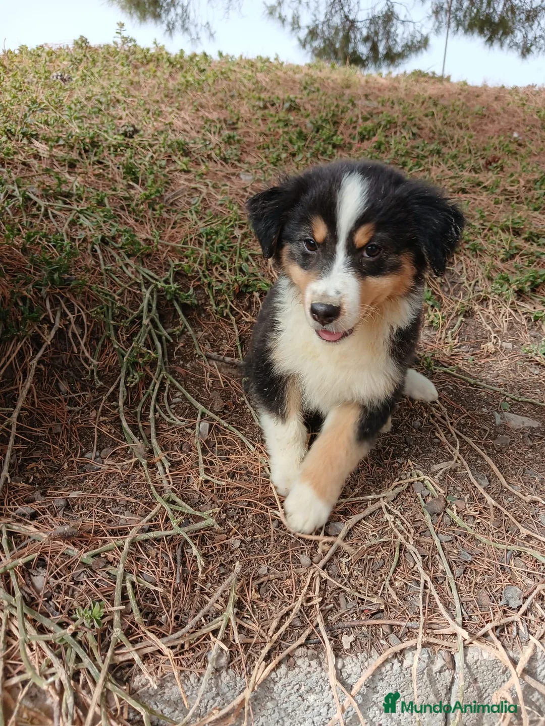 Pastor Australiano perros en venta: PASTOR AUSTRALIANO  - Anuncio 2