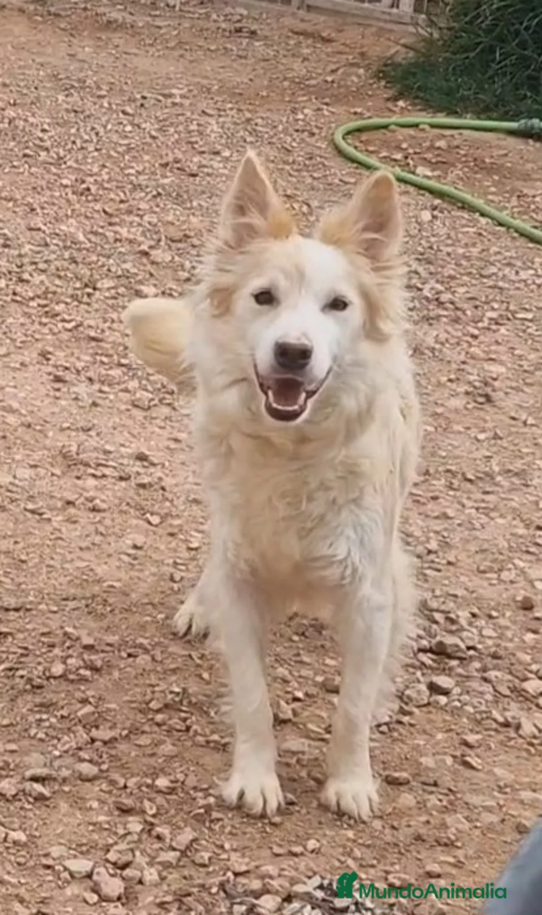 Border Collie perros en venta: Border collie - Anuncio 1