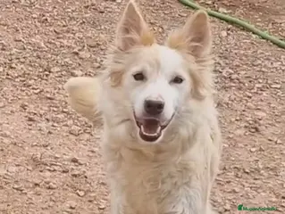 Border Collie perros Border collie - Anuncio 1