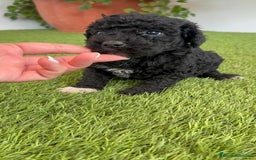 Perro de Agua Español perros en venta: PERRO DE AGUA ESPAÑOL HEMBRA - Imagen 7