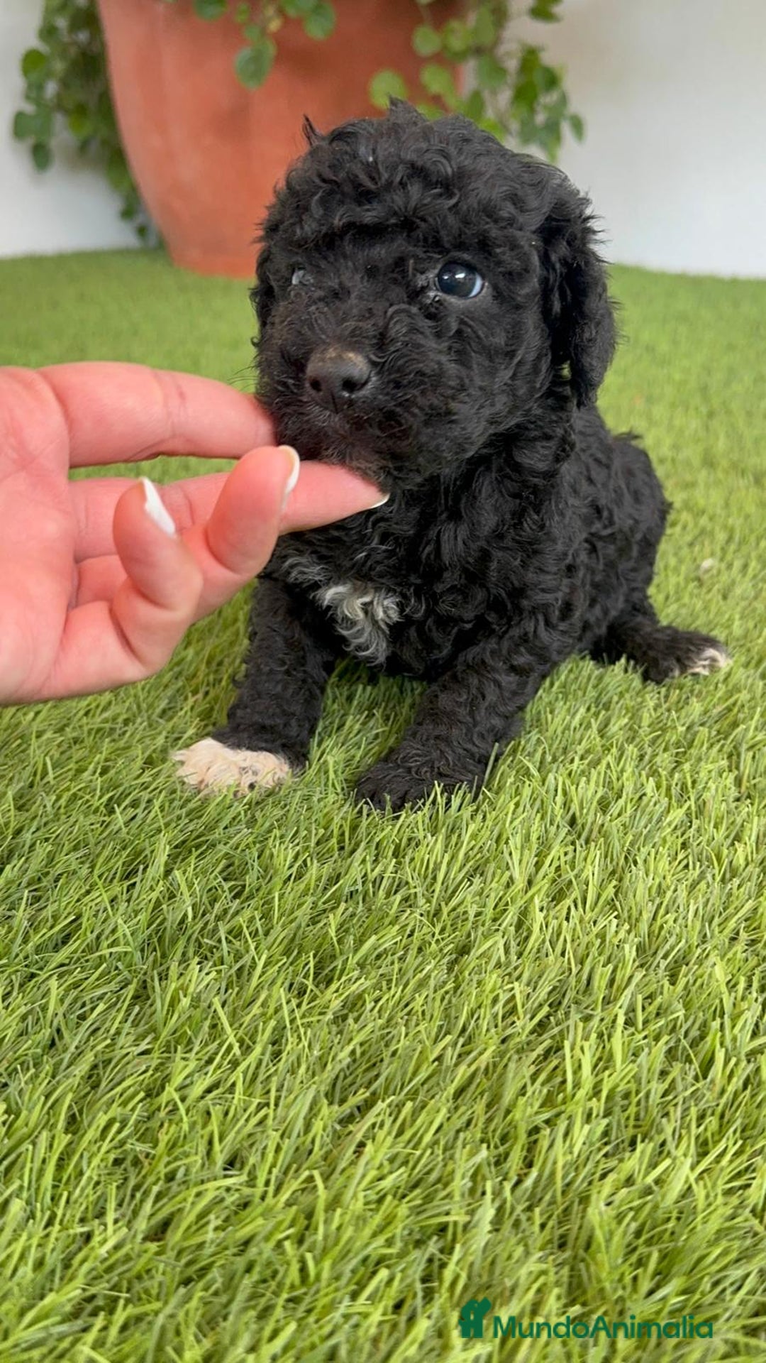 Perro de Agua Español perros en venta: PERRO DE AGUA ESPAÑOL HEMBRA - Imagen 7