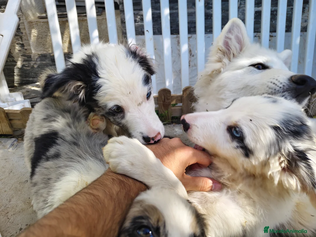 Border Collie perros en venta: Border collie merle blue - Anuncio 2